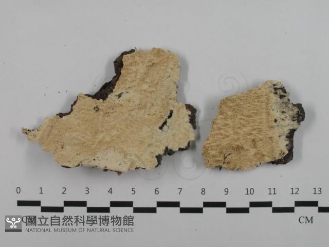 登錄號:F0032616藏品圖，第1張