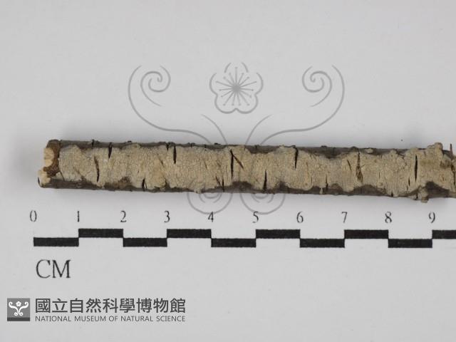 登錄號:F0027616藏品圖，第1張
