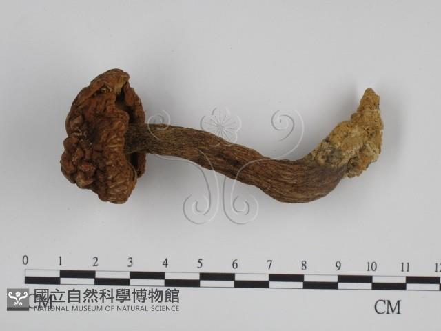 登錄號:F0007616藏品圖，第1張