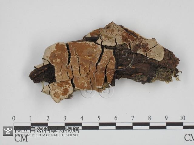 登錄號:F0005616藏品圖，第1張