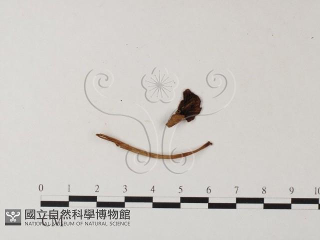 登錄號:F0015616藏品圖，第1張