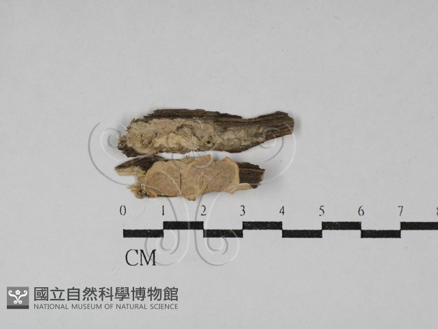 登錄號:F0029616藏品圖，第1張