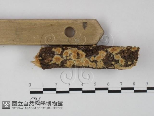 顯絲菌屬藏品圖，第1張
