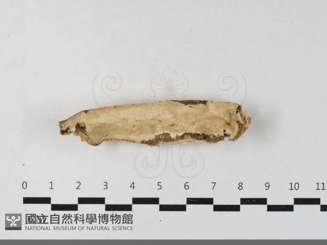 登錄號:F0033616藏品圖，第1張