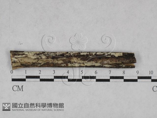 絲齒菌屬藏品圖，第1張