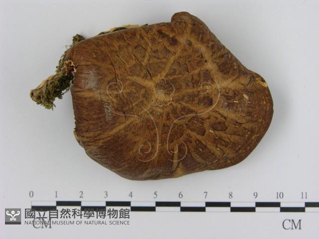 登錄號:F0000416藏品圖，第1張
