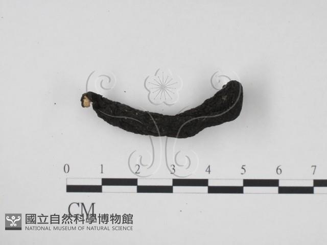 炭角菌屬藏品圖，第1張