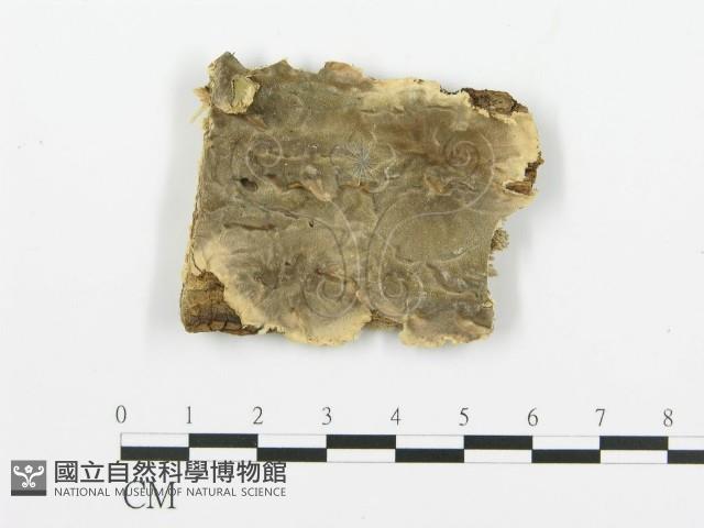 煙管菌藏品圖，第1張