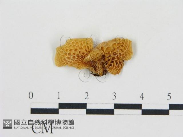 登錄號:F0016416藏品圖，第1張