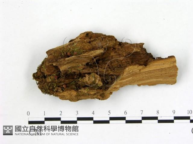 登錄號:F0021416藏品圖，第1張