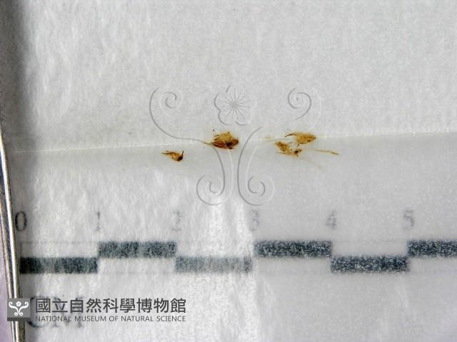 登錄號:F0001416藏品圖，第1張