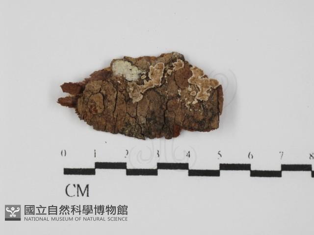 附毛菌屬藏品圖，第1張