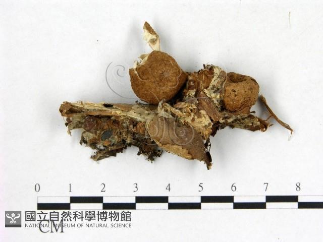 登錄號:F0014416藏品圖，第1張