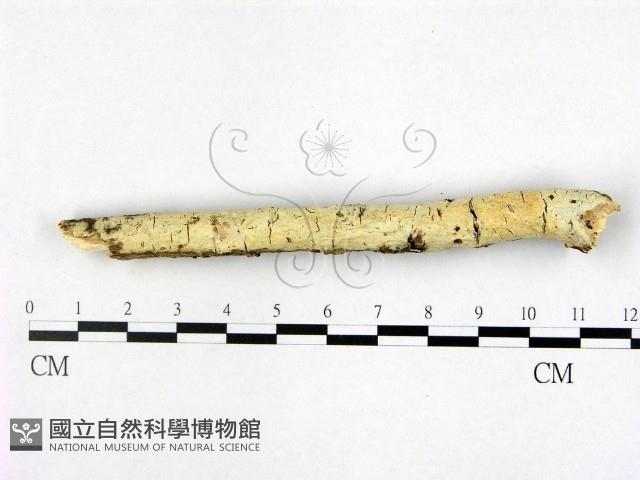 射脈菌屬藏品圖，第1張