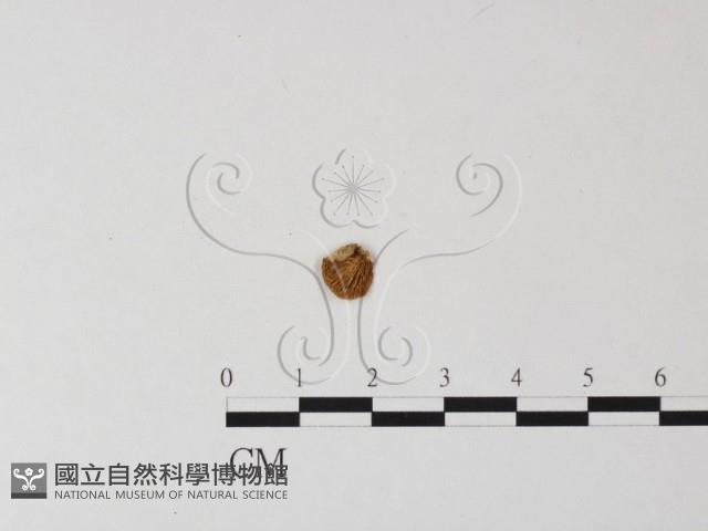 登錄號:F0012416藏品圖，第1張