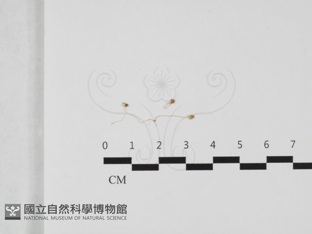 登錄號:F0032416藏品圖，第1張