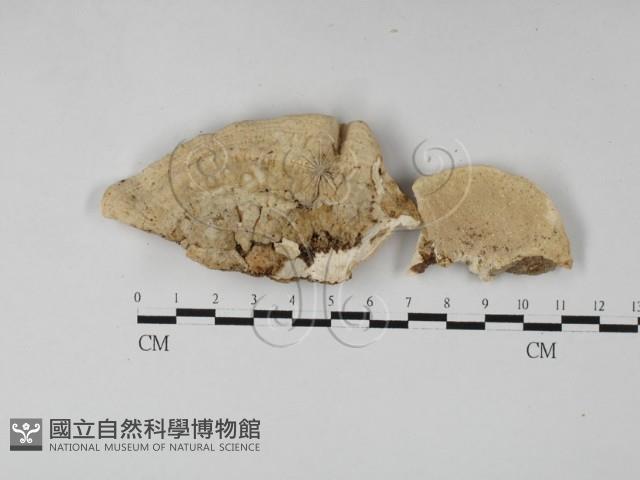 登錄號:F0027416藏品圖，第1張