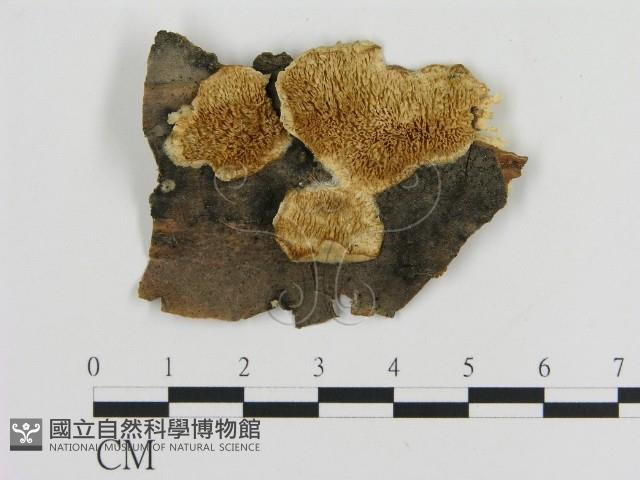 登錄號:F0017416藏品圖，第1張