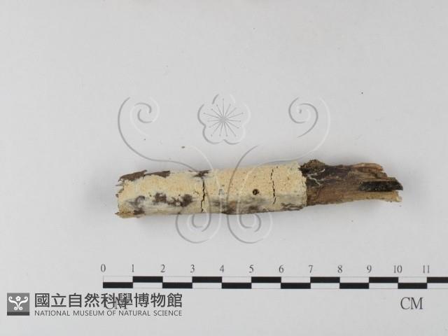 登錄號:F0025416藏品圖，第1張