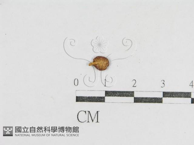 登錄號:F0005416藏品圖，第1張