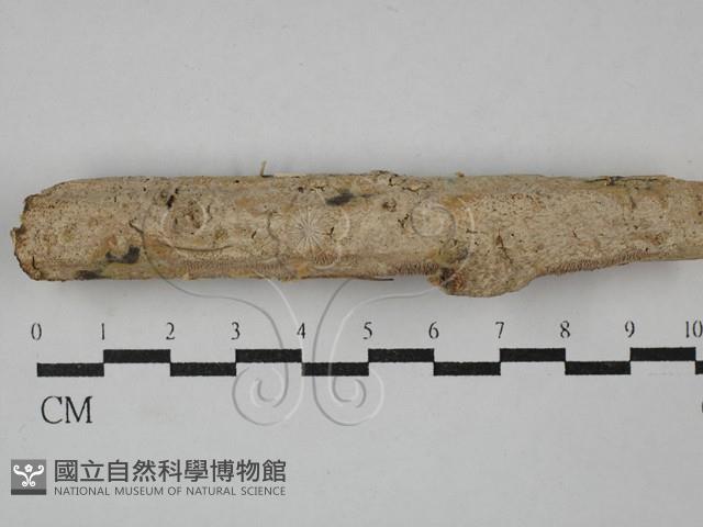 絲齒菌屬藏品圖，第1張