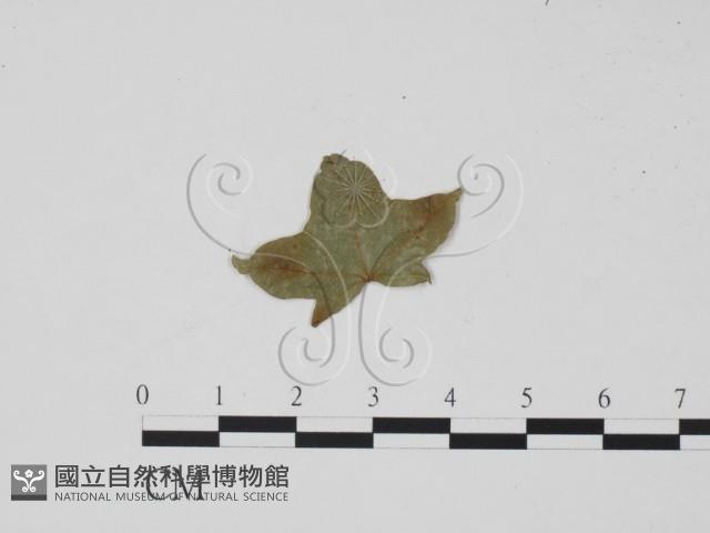 登錄號:F0019416藏品圖，第1張