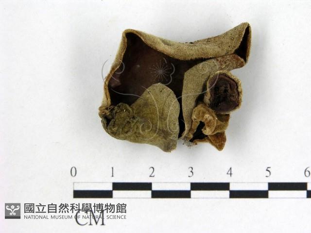 毛木耳藏品圖，第1張