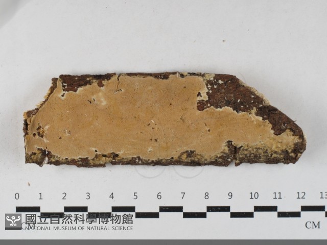 登錄號:F0033416藏品圖，第1張