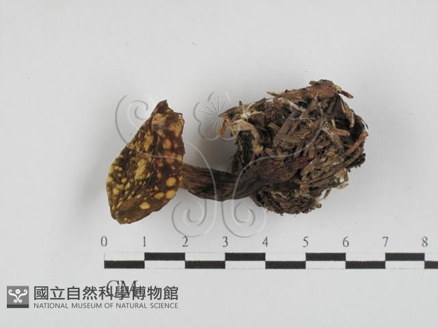 登錄號:F0028716藏品圖，第1張