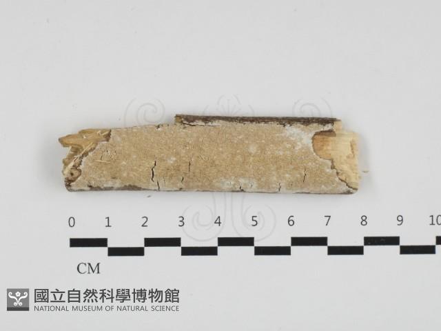 登錄號:F0018716藏品圖，第1張