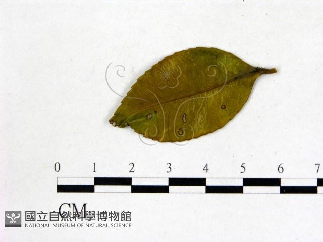 登錄號:F0020716藏品圖，第1張