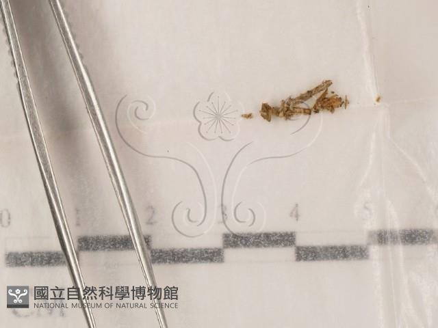 登錄號:F0000716藏品圖，第1張