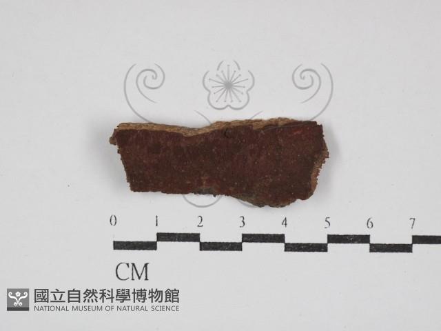 刺革菌屬藏品圖，第1張