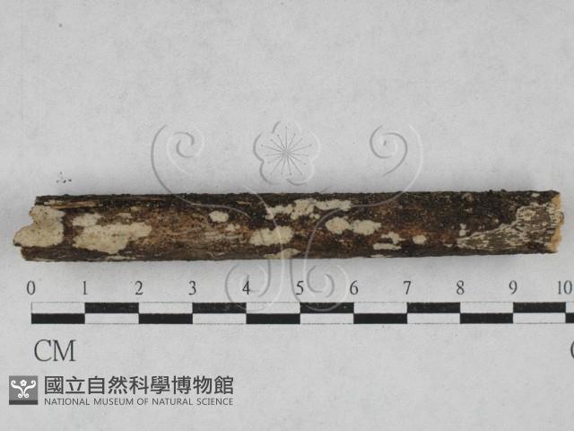 登錄號:F0026716藏品圖，第1張