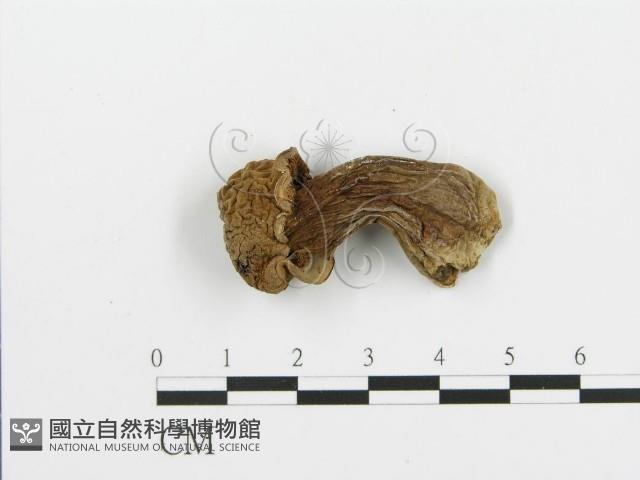 登錄號:F0001716藏品圖，第1張