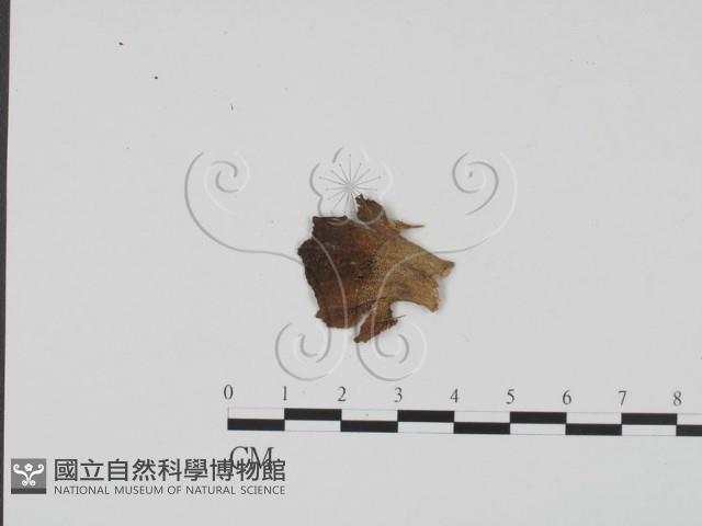 登錄號:F0011716藏品圖，第1張