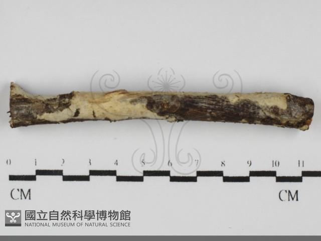登錄號:F0031716藏品圖，第1張
