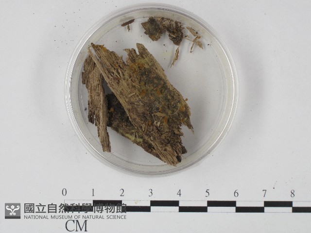 登錄號:F0004716藏品圖，第1張