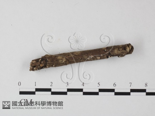 登錄號:F0014716藏品圖，第1張