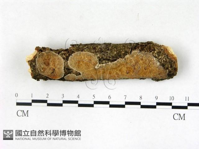 登錄號:F0022716藏品圖，第1張