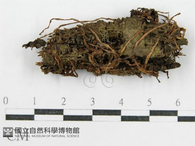 鬼傘屬藏品圖，第1張