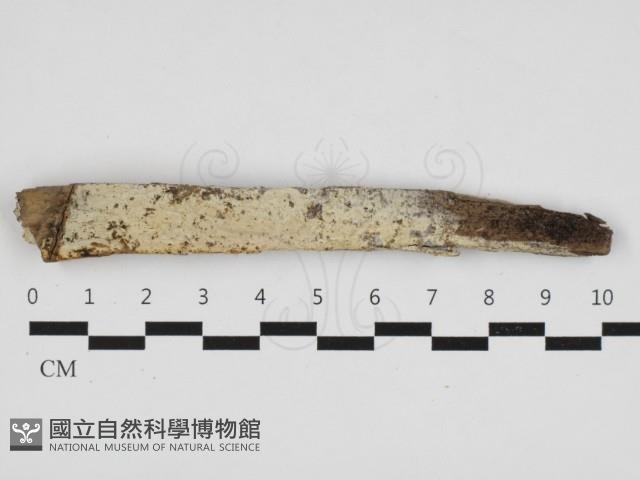 傑克菌屬藏品圖，第1張