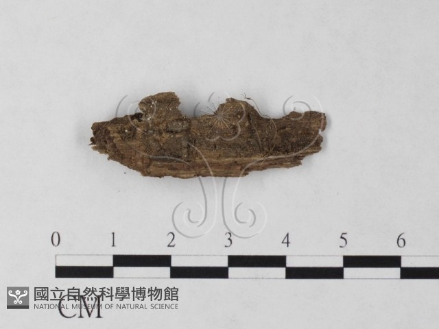 登錄號:F0007716藏品圖，第1張