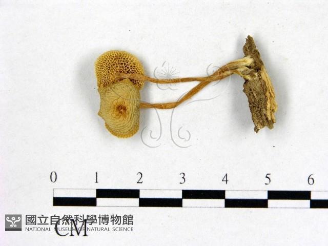 登錄號:F0009716藏品圖，第1張