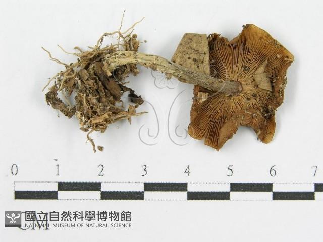 登錄號:F0019716藏品圖，第1張