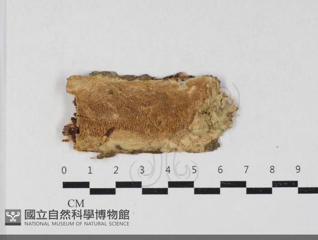 登錄號:F0033716藏品圖，第1張