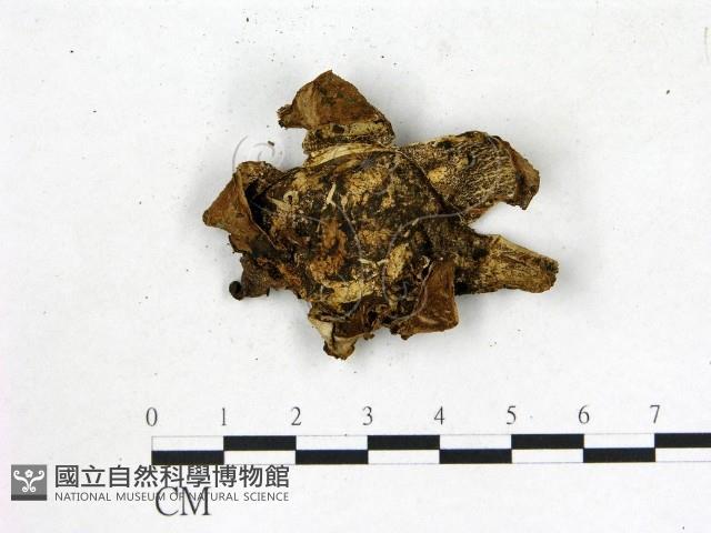 地星屬藏品圖，第1張