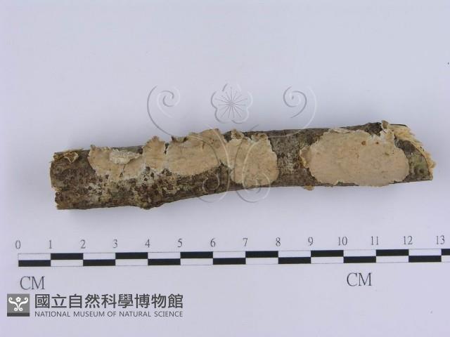 登錄號:F0000516藏品圖，第1張