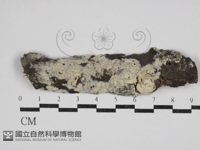 剛毛絲皮菌藏品圖，第1張