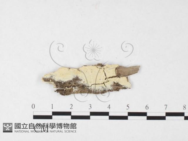 顯絲菌屬藏品圖，第1張